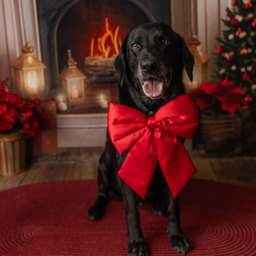 A black dog wearing a red bow tie sitting in front of a fireplace with a Christmas tree and holiday decorations.