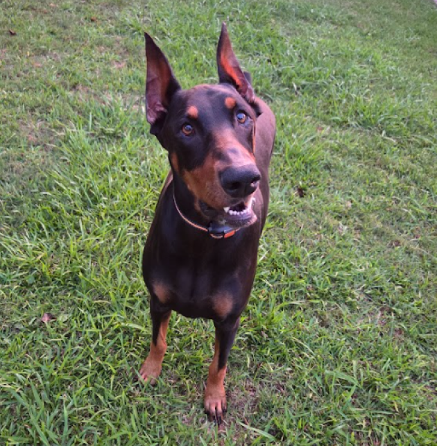 A Doberman Pinscher dog standing on grass and looking up at the camera.