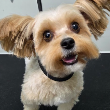Close-up of a small dog with light fur and big dark eyes, looking directly at the camera with its tongue slightly out.