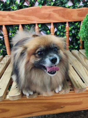 Small fluffy dog sitting on a wooden garden bench with plants and greenery in the background.