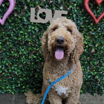 A happy curly-haired dog sitting in front of a green leafy background with the word 'LOVE' and pink and red heart-shaped decorations.