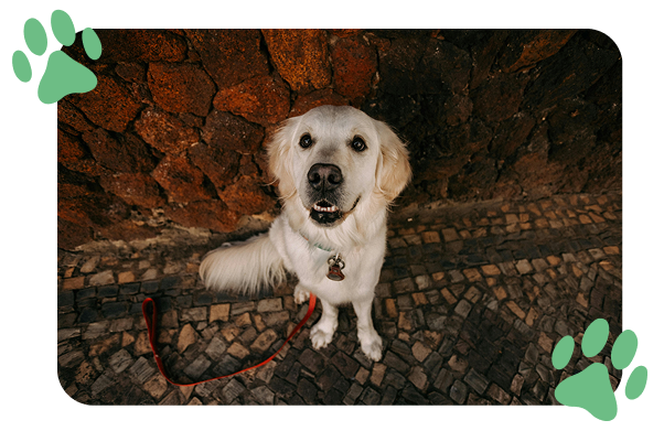 A happy white dog with floppy ears sitting on a cobblestone pavement in front of a brick wall, looking up at the camera with a red leash attached to its collar.