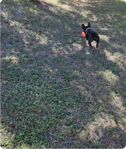 Small black dog playing with an orange ball outdoors on grass with shadows from trees.