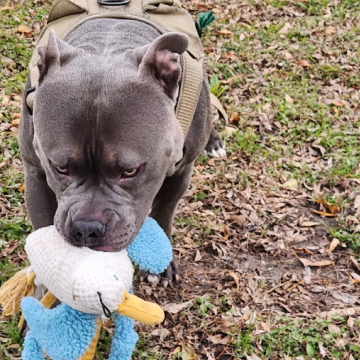 A gray dog holding a plush toy in its mouth outdoors on a dirt ground with leaves.