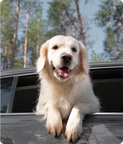 Golden retriever puppy leaning out of a car window with a forest in the background.