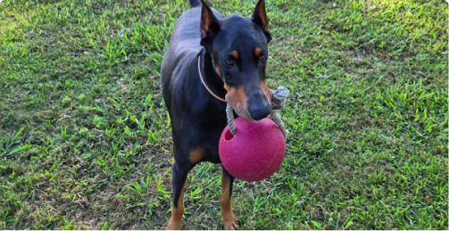 Dog holding a red ball in its mouth while standing on green grass