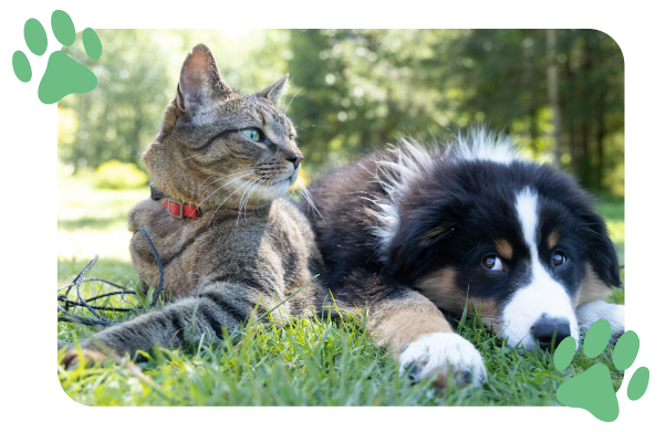 A cat with a red collar lying on grass next to a black and white puppy in a park with trees in the background.