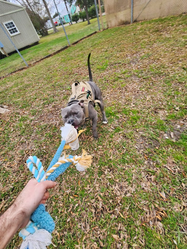 A person holding a blue and white rope toy while a gray dog wearing a tan vest pulls on it in a grassy backyard.