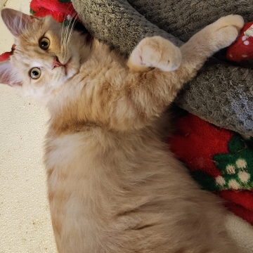 A playful orange and white kitten lying on its back with a red bow on its head, resting against a gray couch with a holiday-themed blanket nearby.