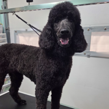Black Standard Poodle dog standing on grooming table at a grooming salon