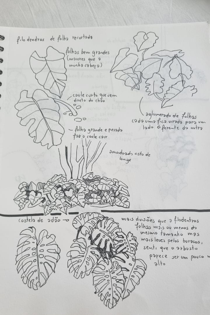 estudo vegetacao media 02.png