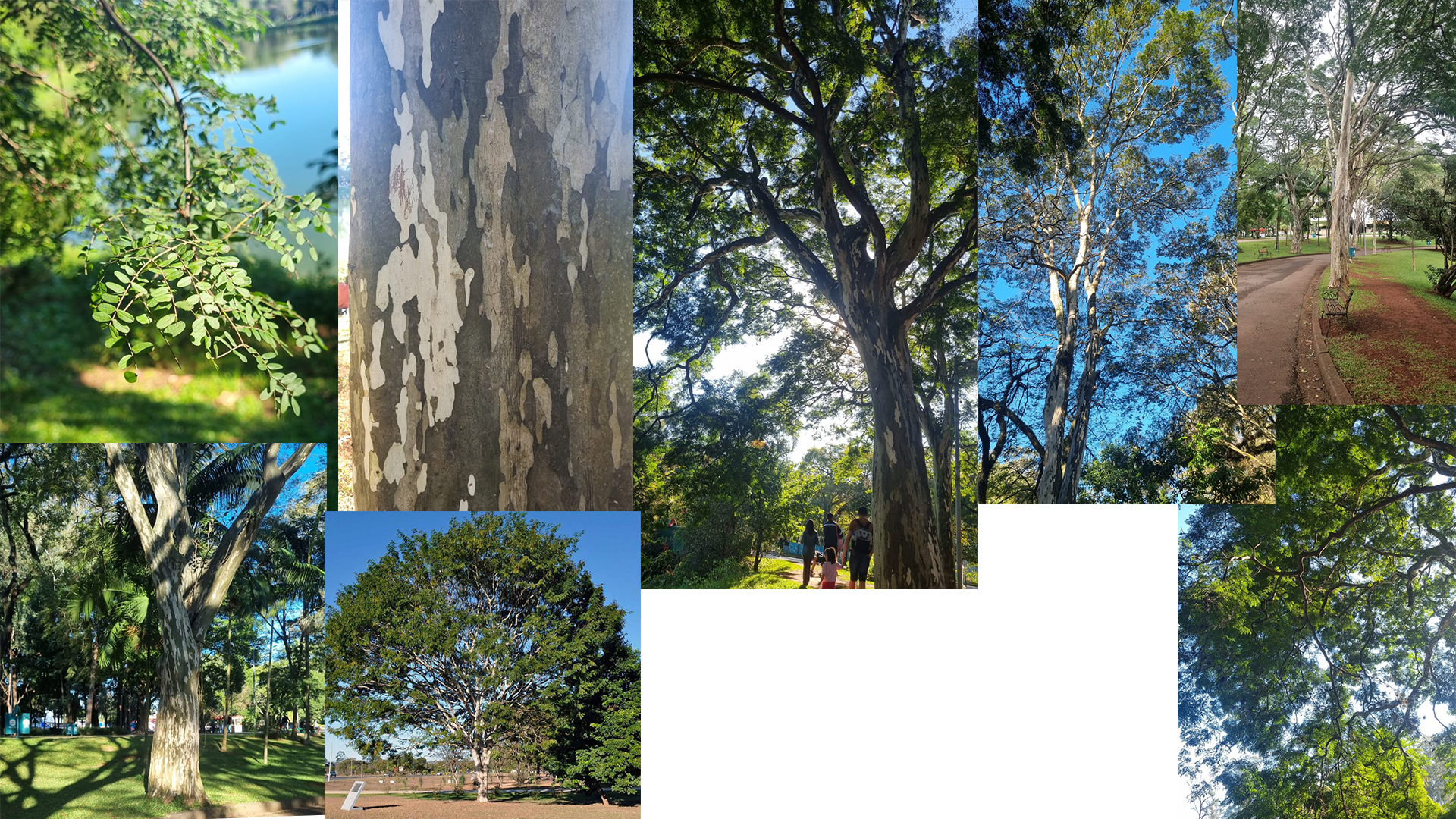 estudo da árvore Pau-ferro, moodboard com fotos de referência tiradas por mim e pegas da internet