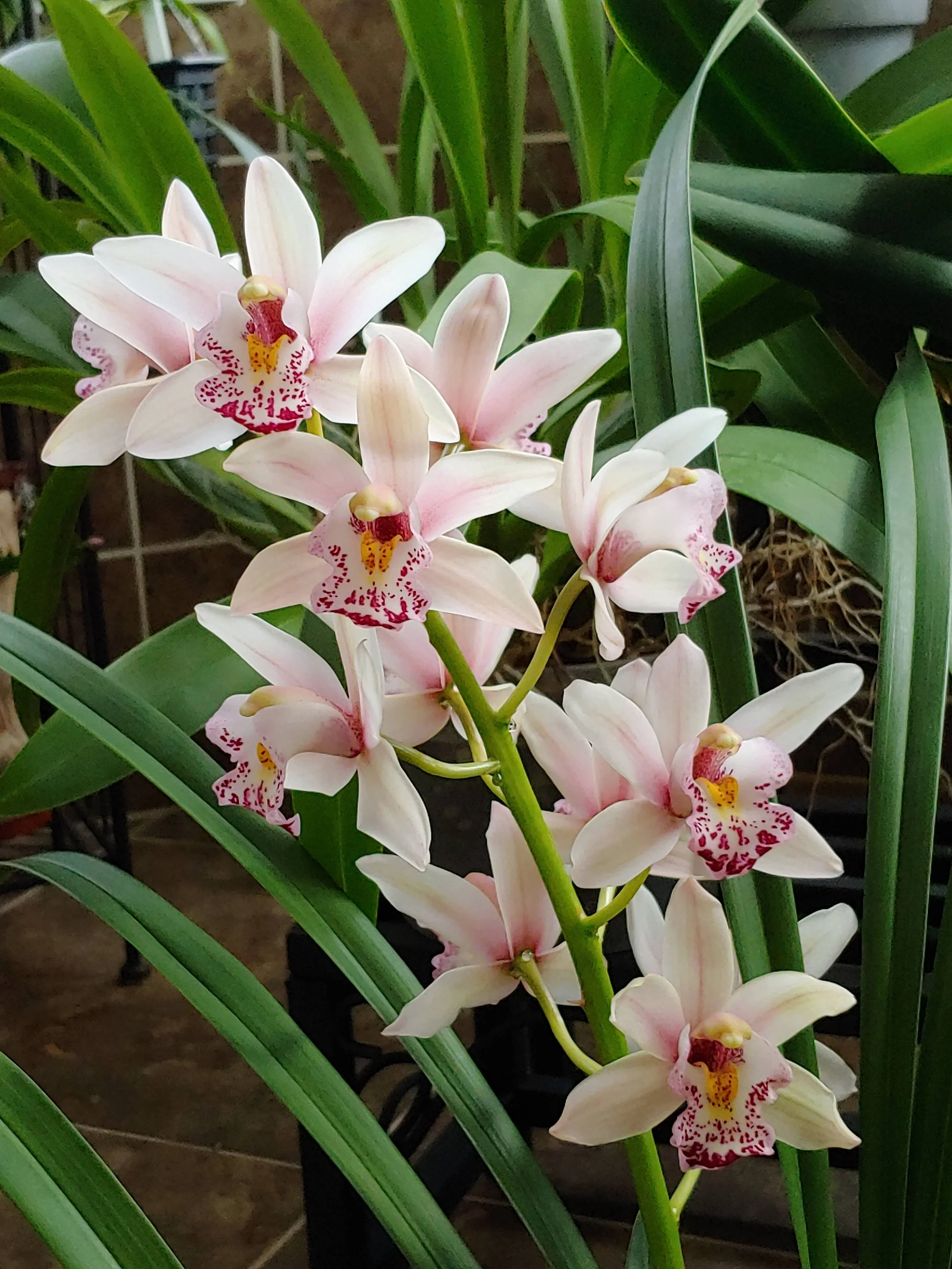 Cymbidium Salaya Red.jpg