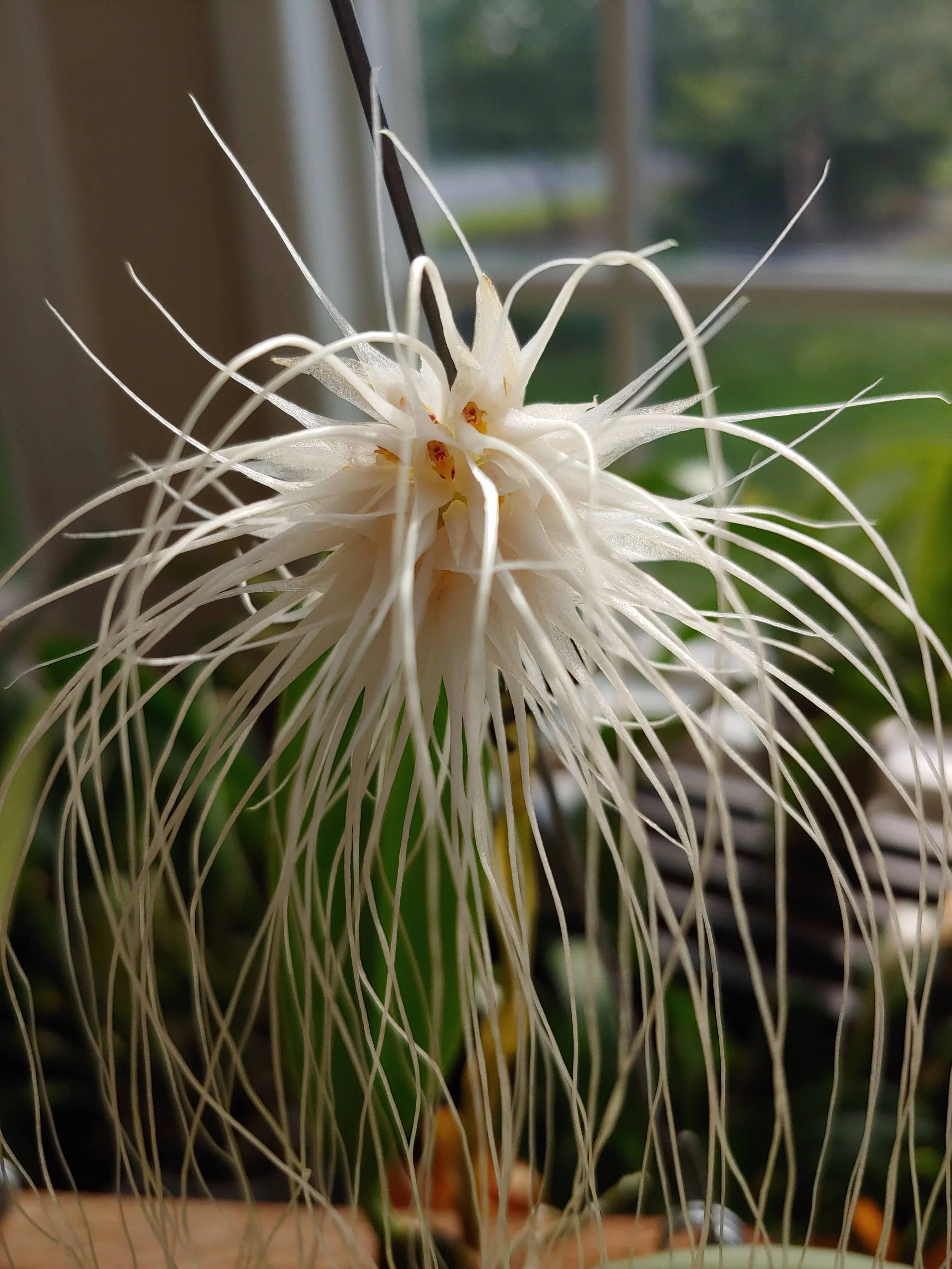 Bulbophyllum medusae 'Mellow Yellow'.jpg
