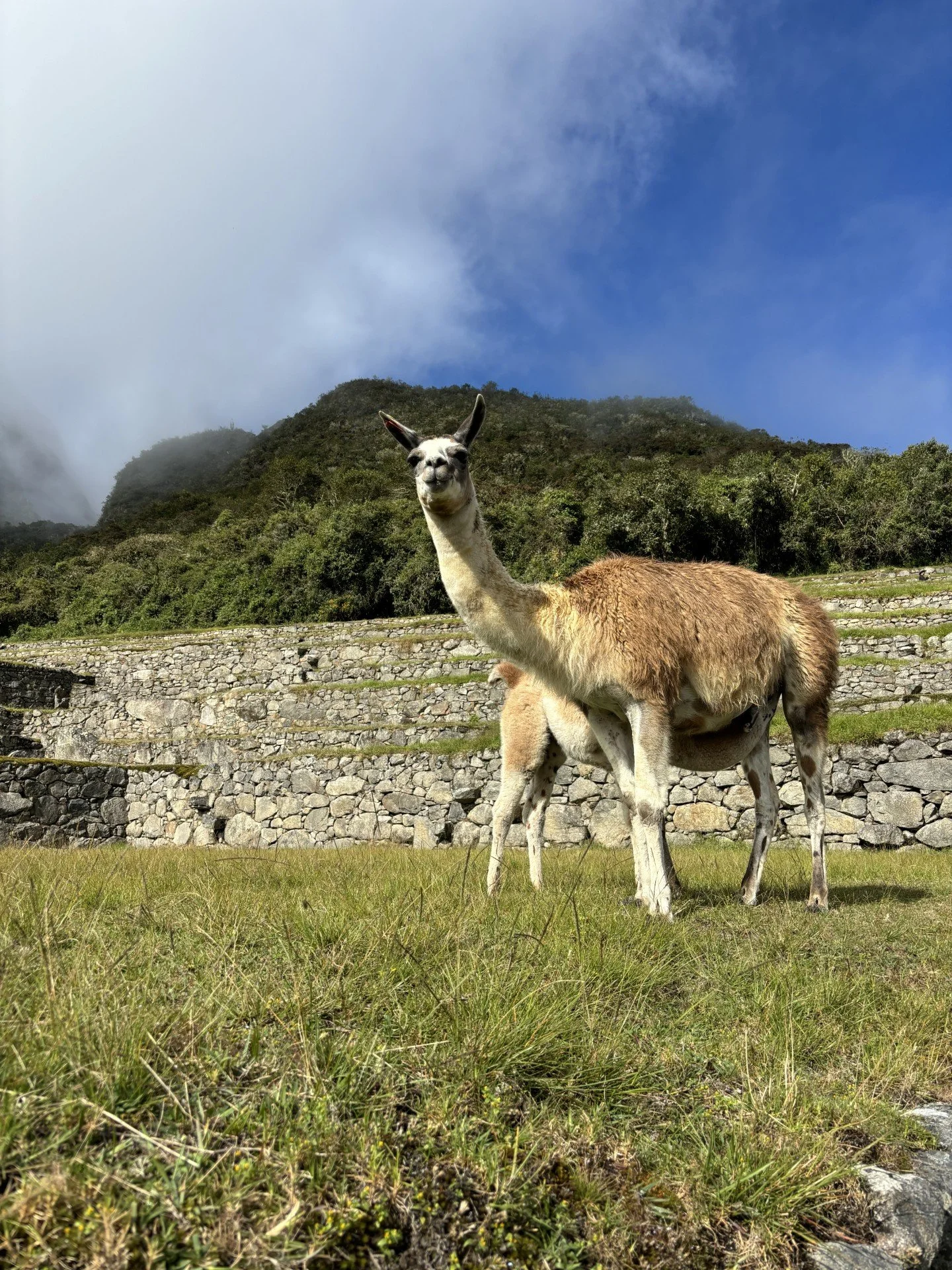 alpaca.jpg