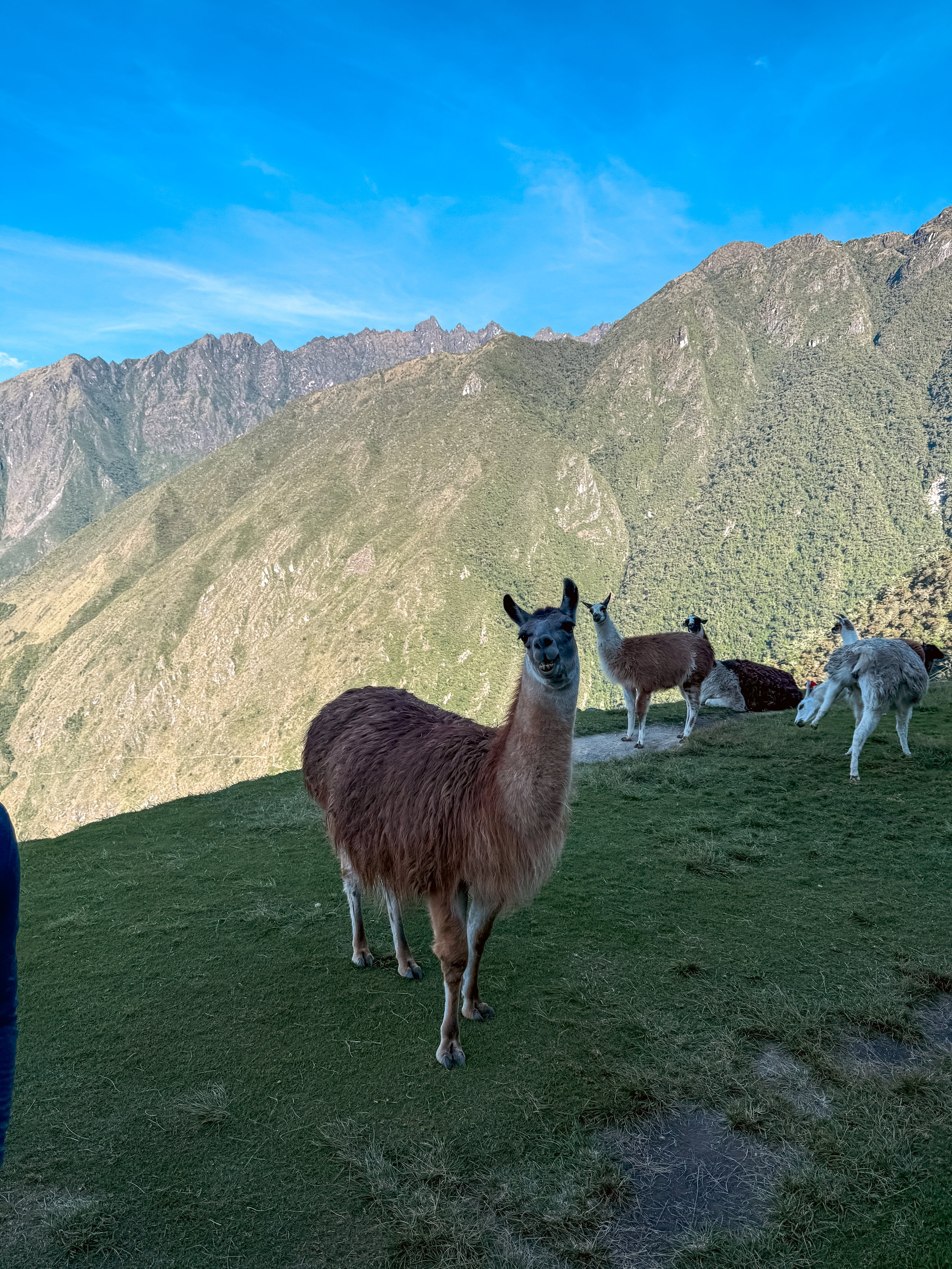Llama 2.JPG
