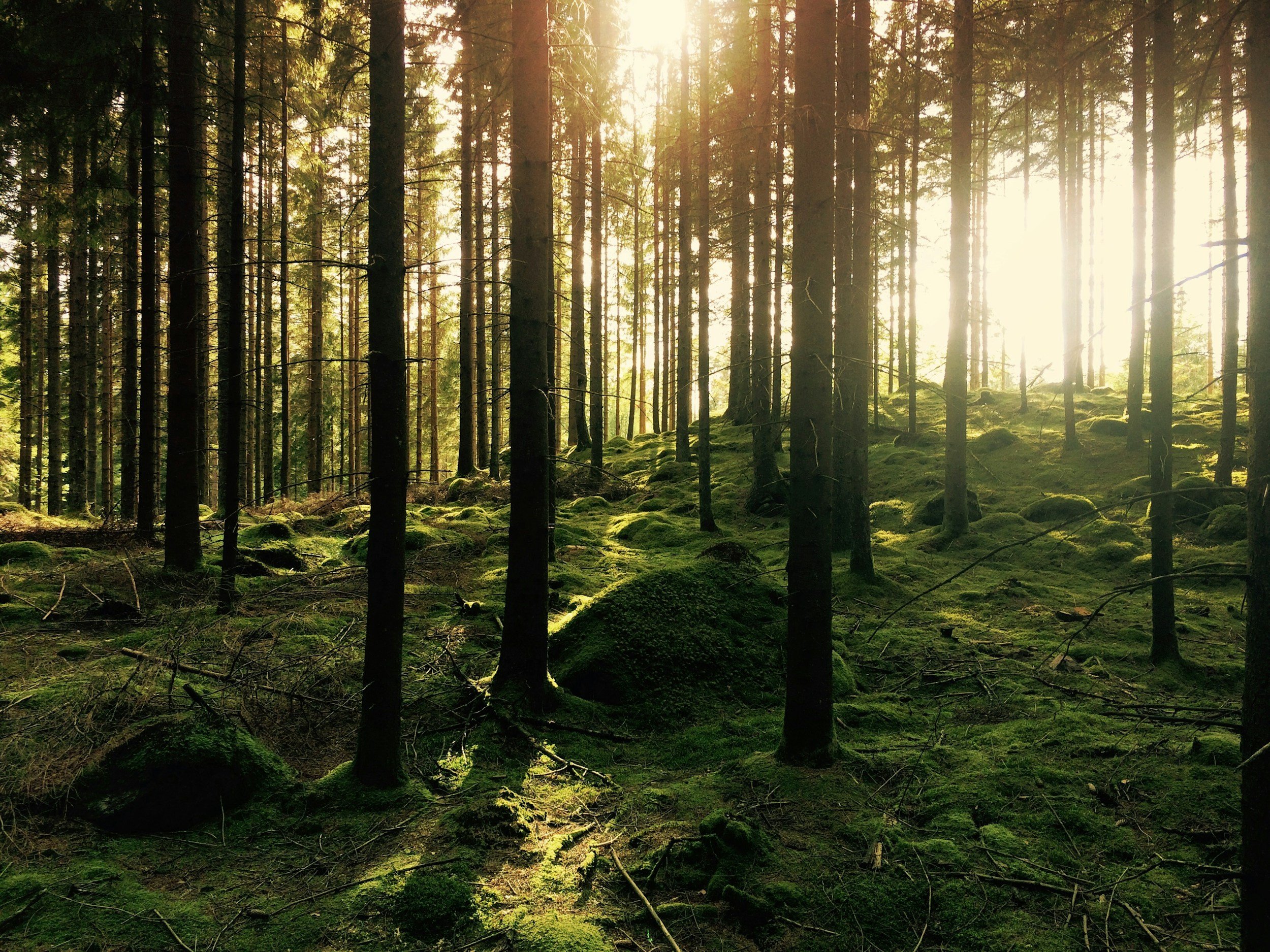 Sunlight filters through a dense forest of tall trees with moss-covered ground.