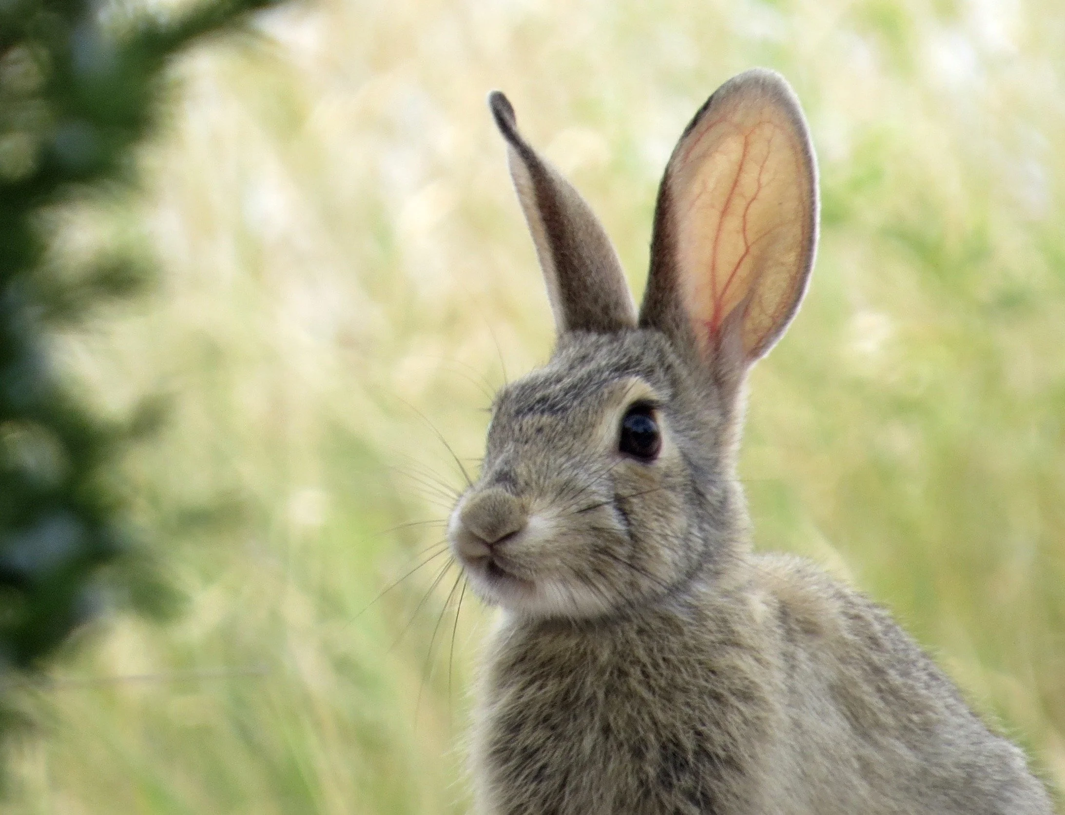 A cottontail rabbit at Badlands National Park in South Dakota