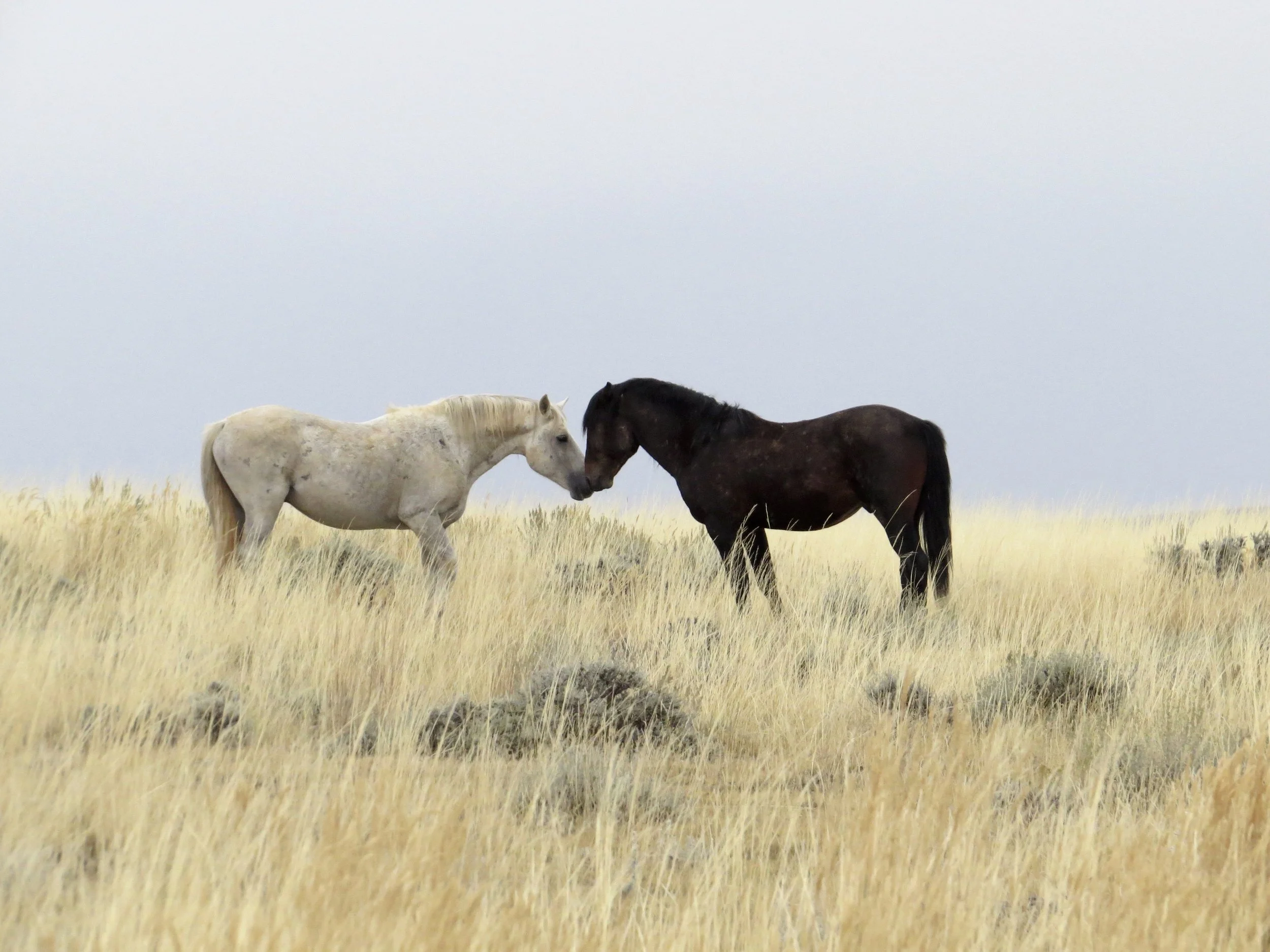 McCullough Peak wild horses