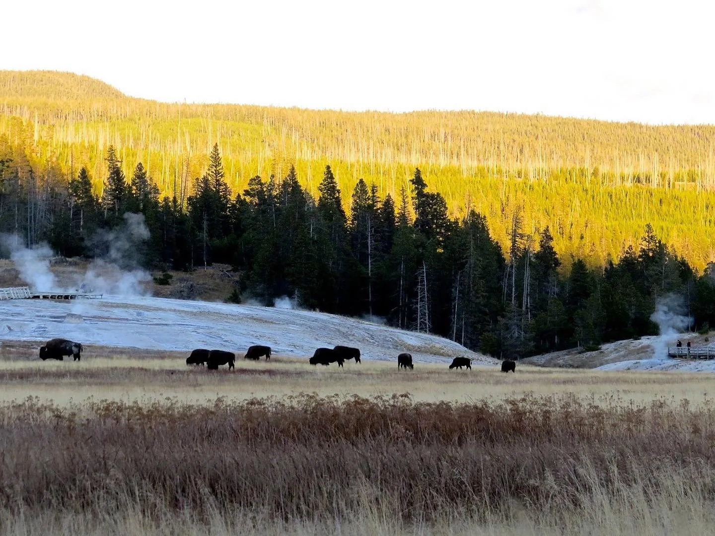 Bison at Yellowstone National Park