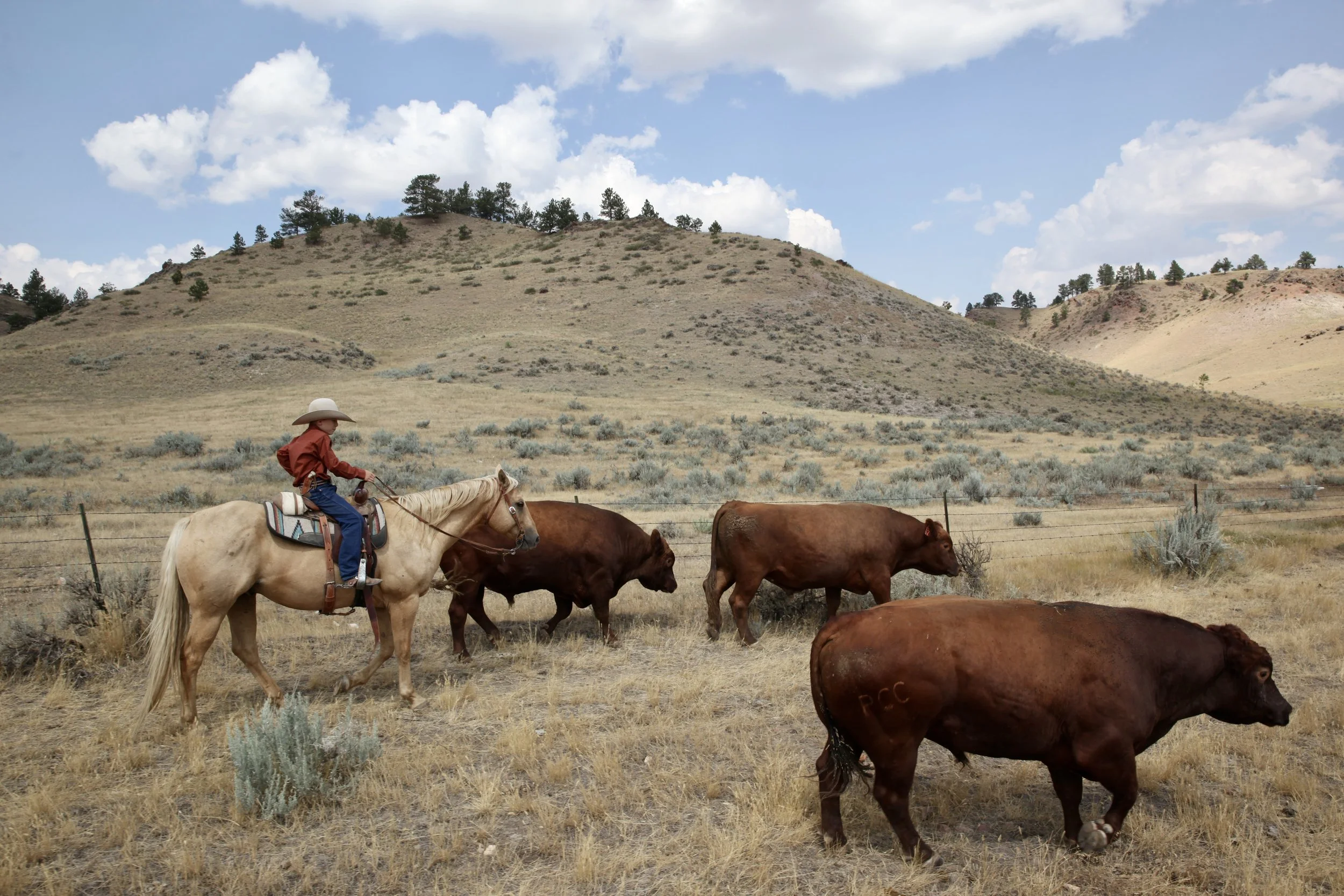 Moving bulls in Wyoming