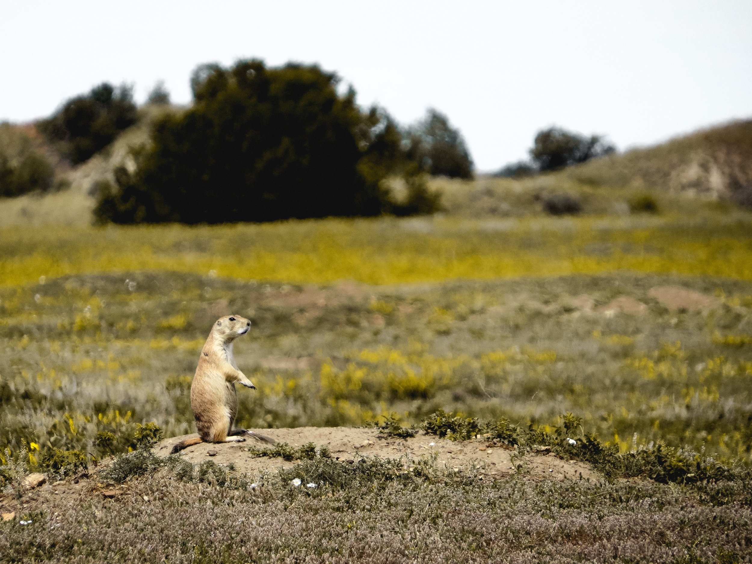 Prairie dog at Theodore Roosevelt National Park in North Dakota