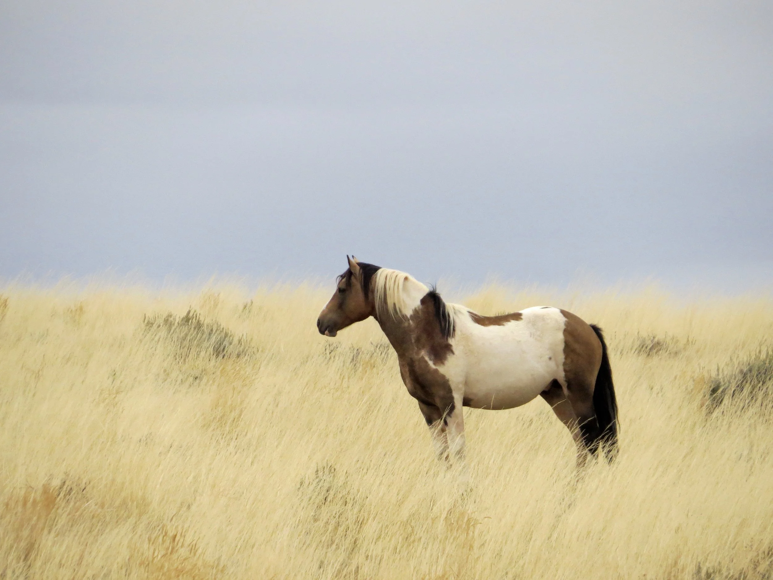McCullough Peak stud near Cody, Wyoming 