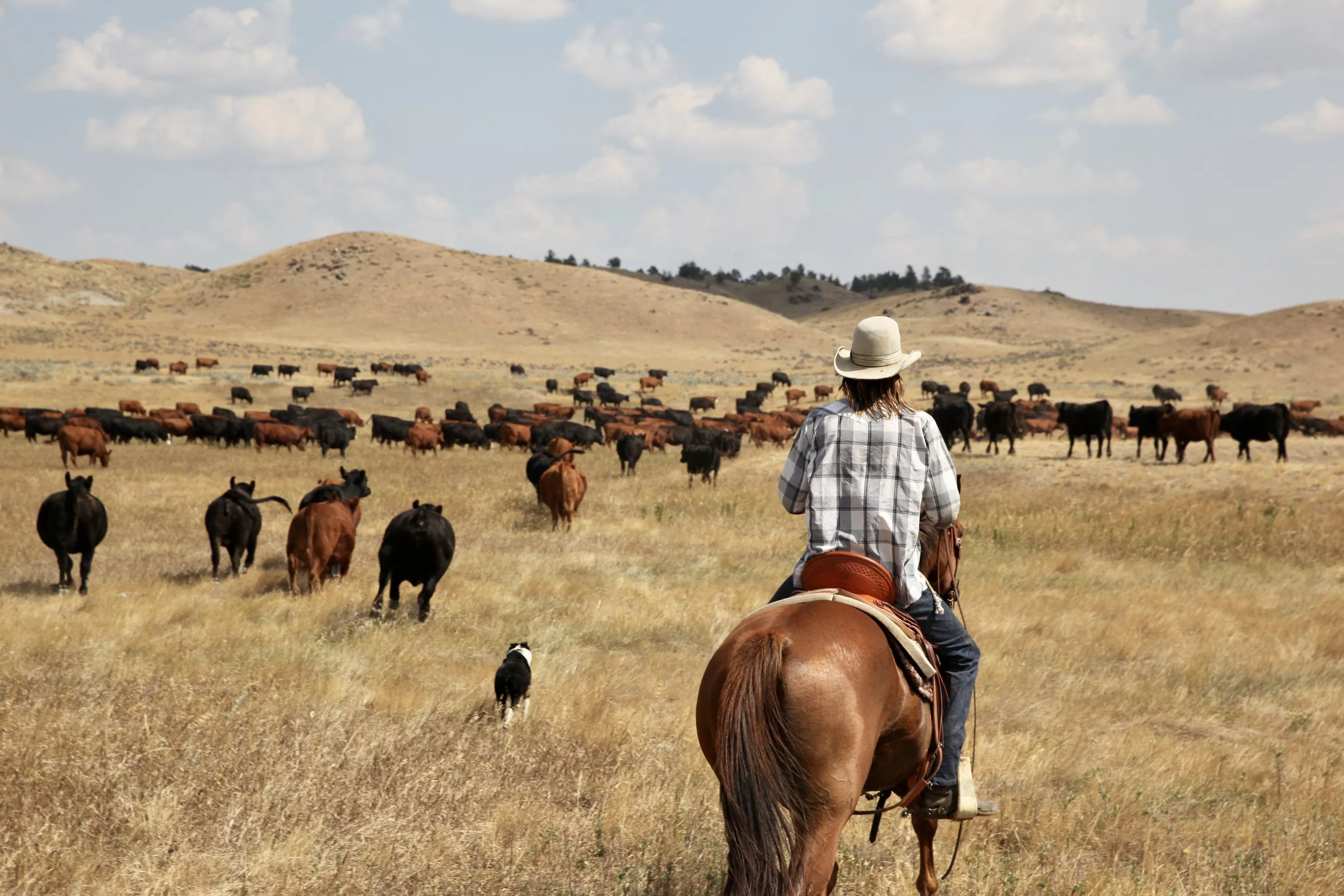 Kellen Smith at the Daly Ranch