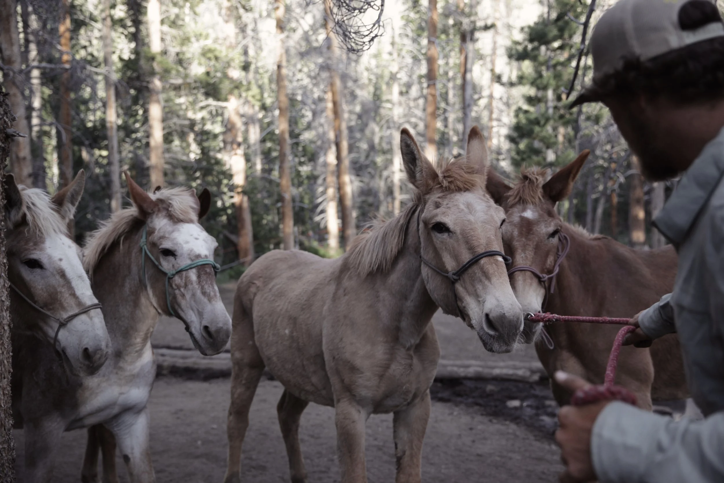 Outfitter camp in Wind River Range of Wyoming