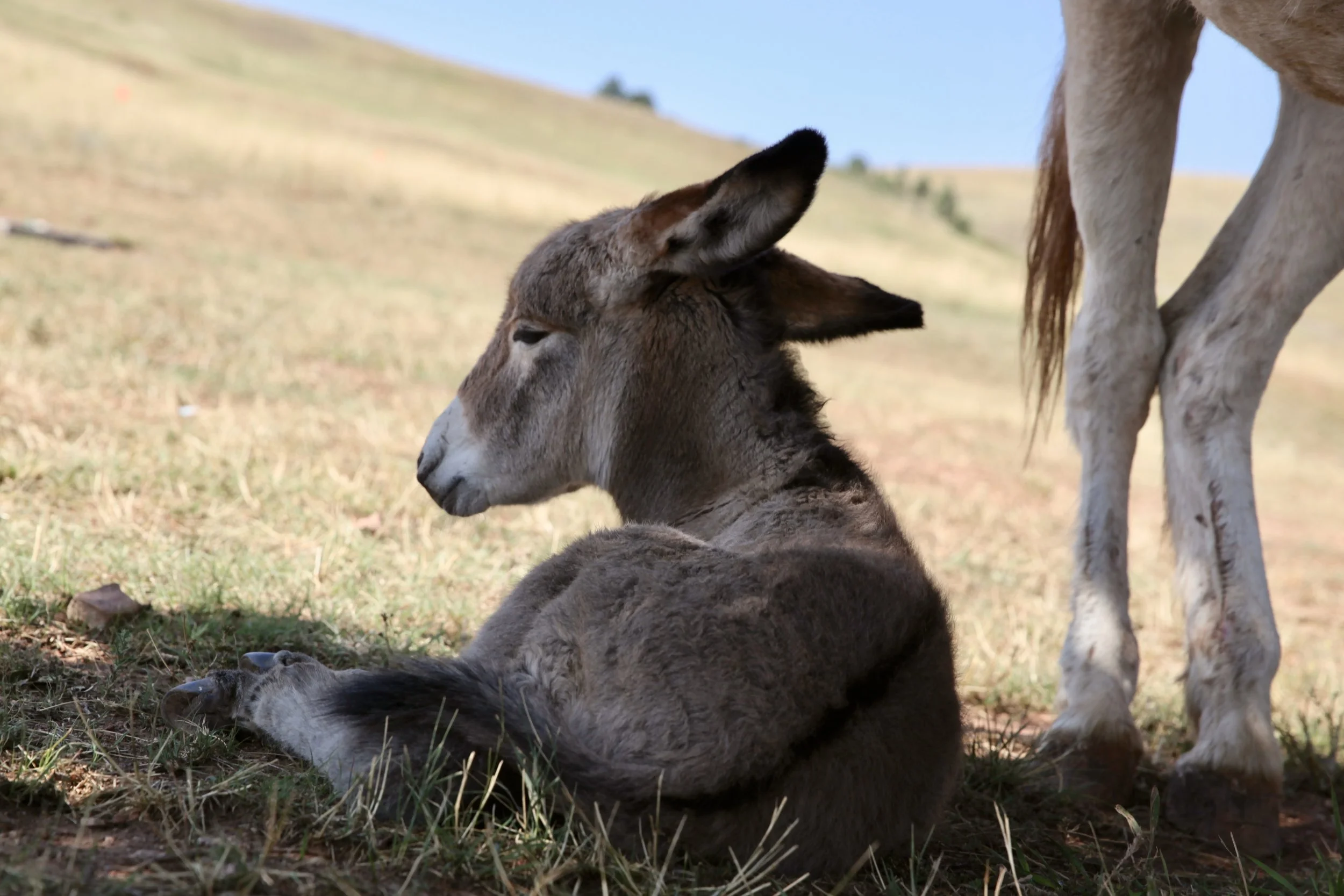 Baby burro at Custer State Park in South Dakota 