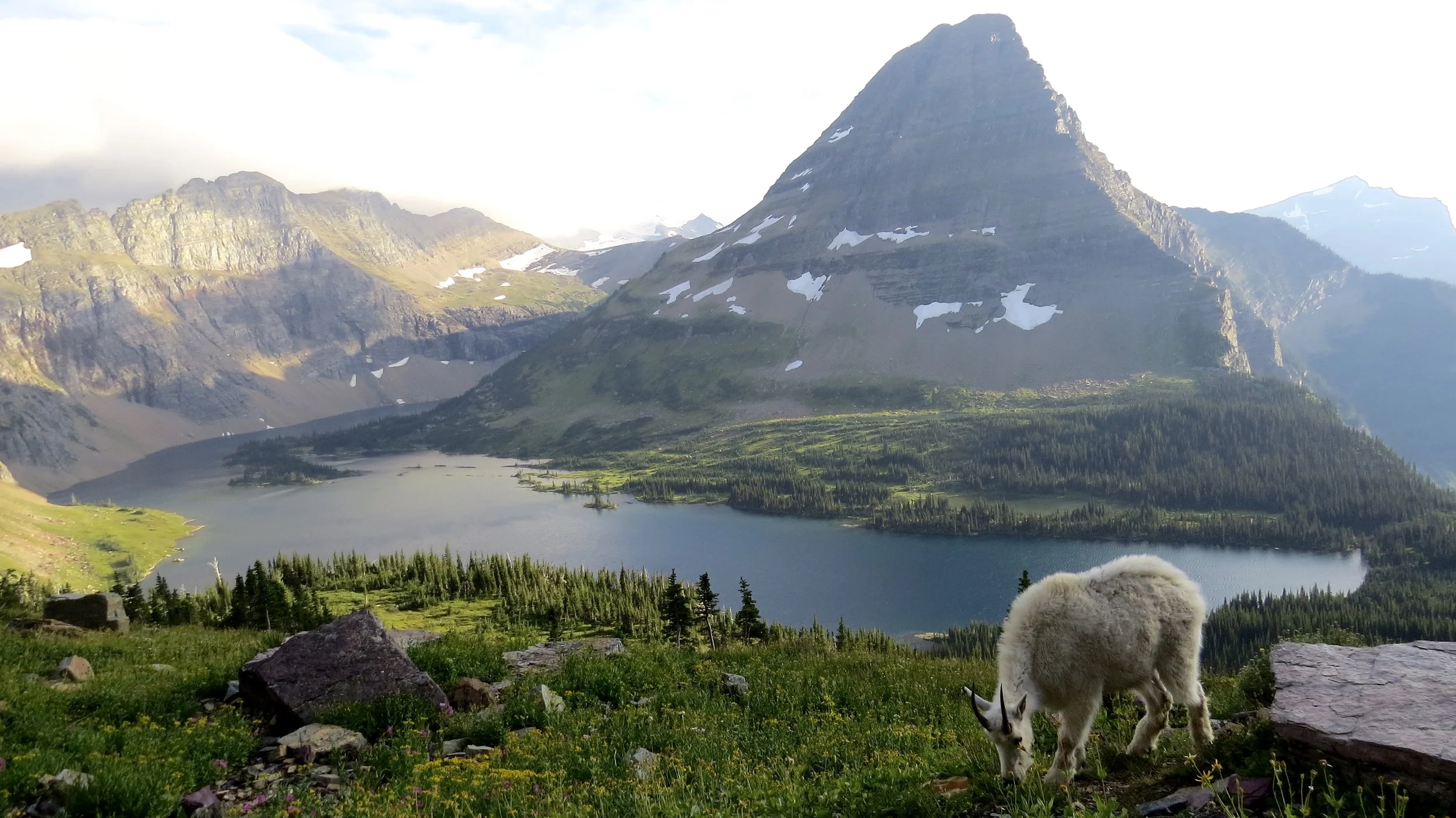Mountain goat at Glacier National Park in Montana