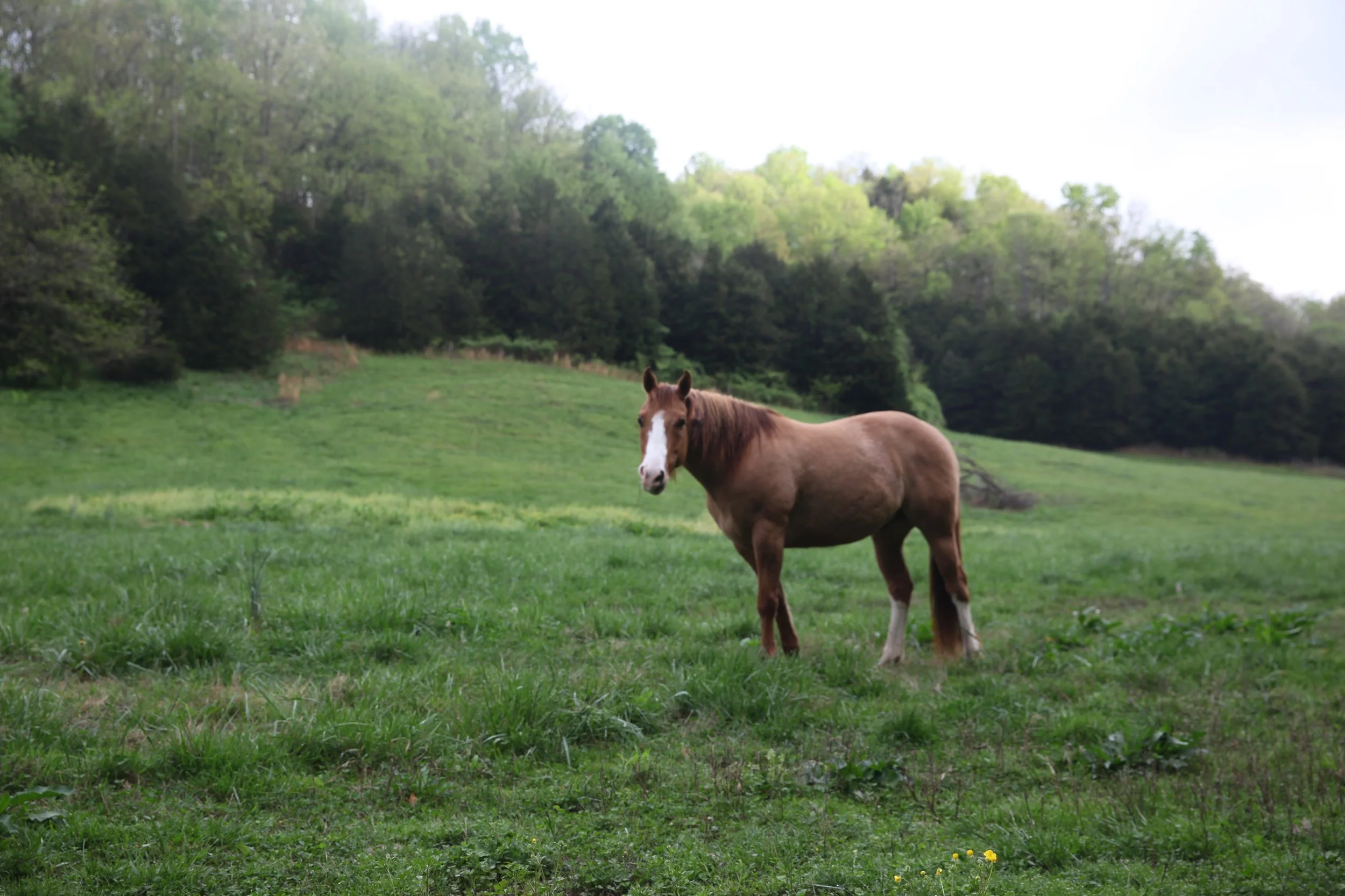 4C Cattle Company in Kentucky
