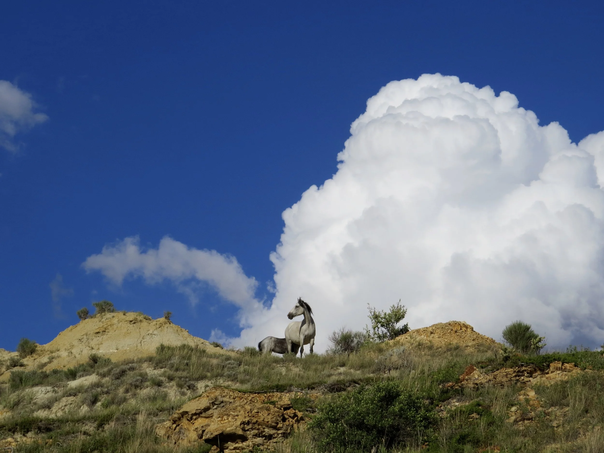 Wild horse at Theodore Roosevelt National Park in North Dakota