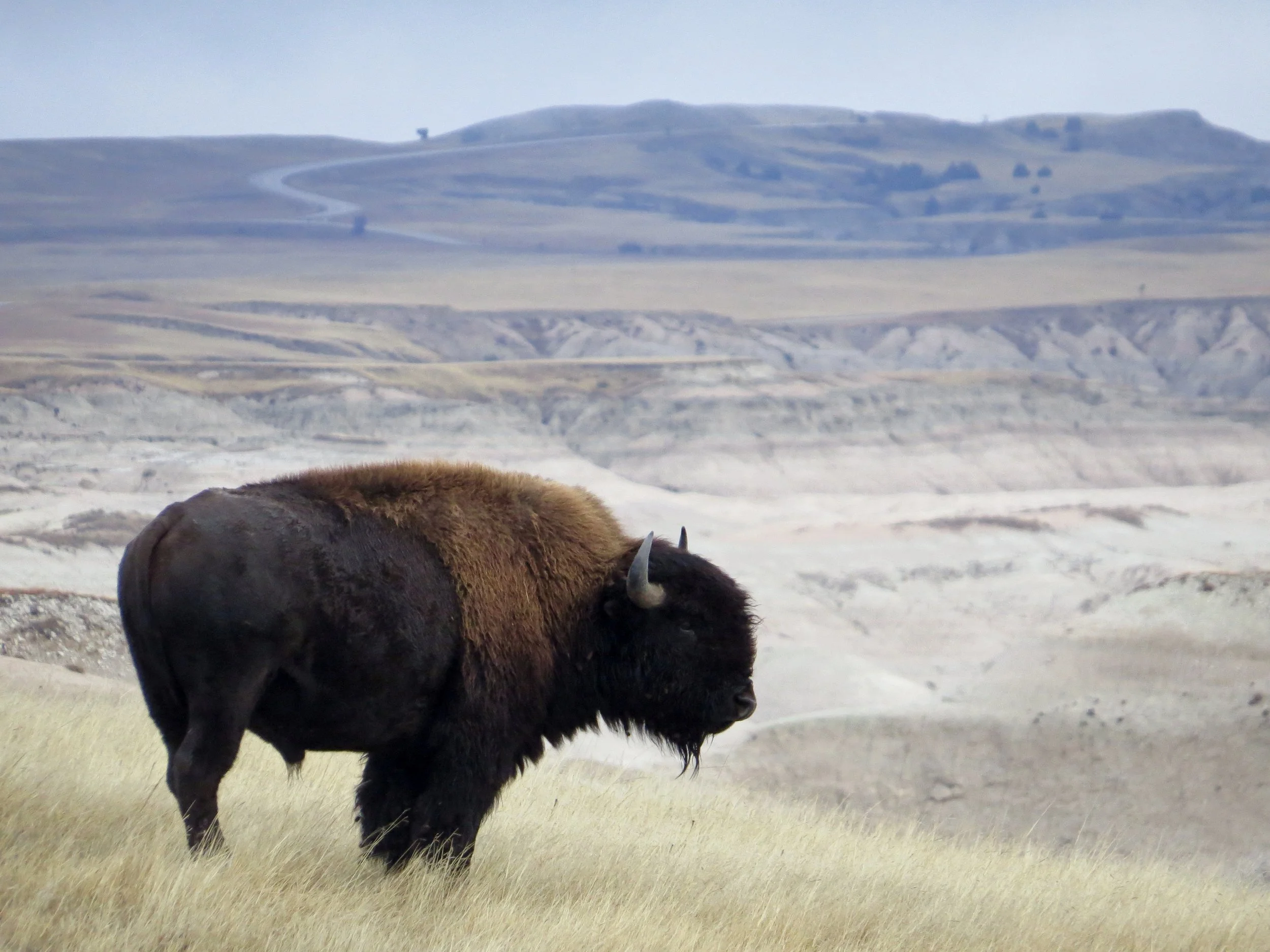 Bull bison at Badlands National Park in South Dakota