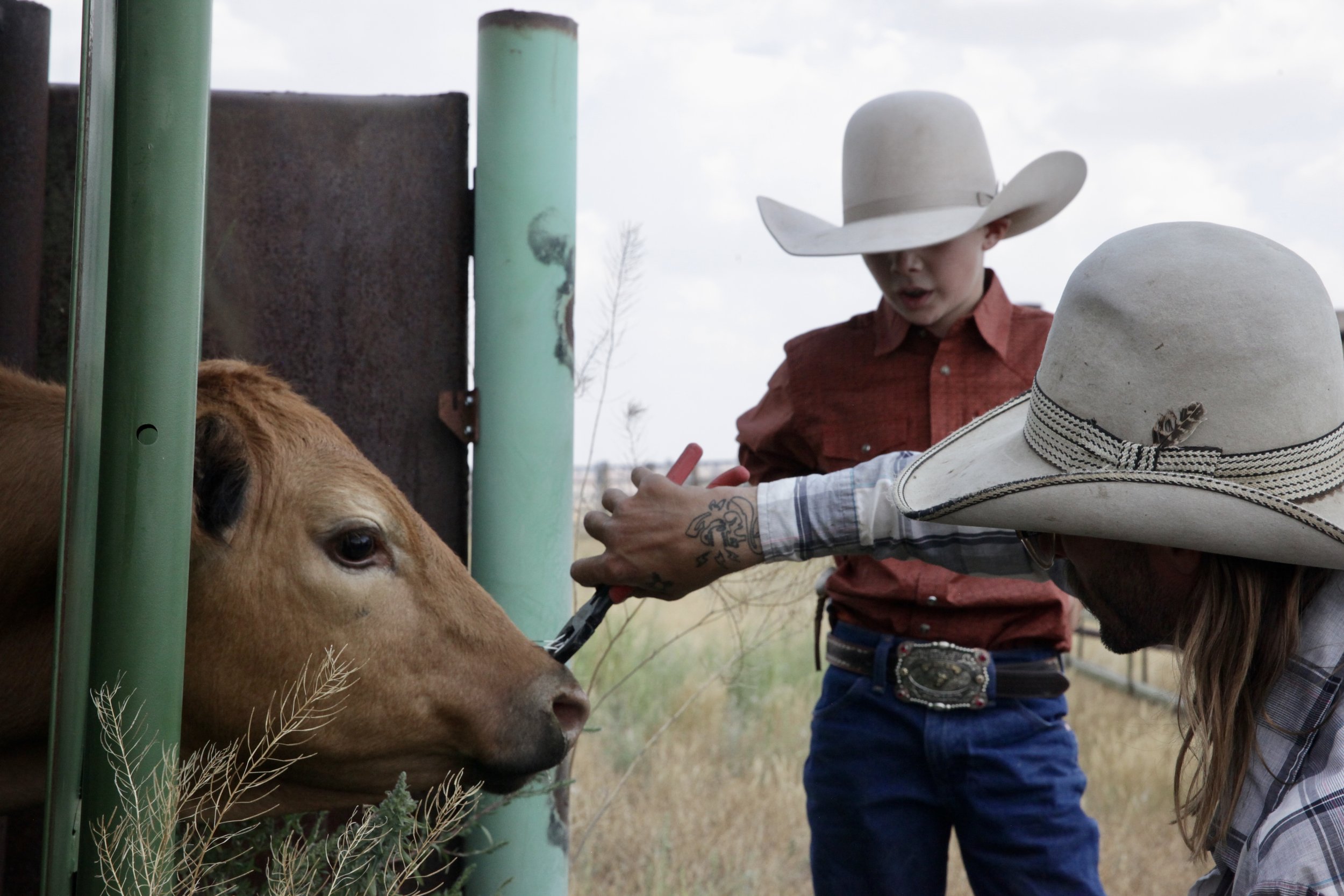 Artist and rancher Kellen Smith removing porcupine quills from a heifer 