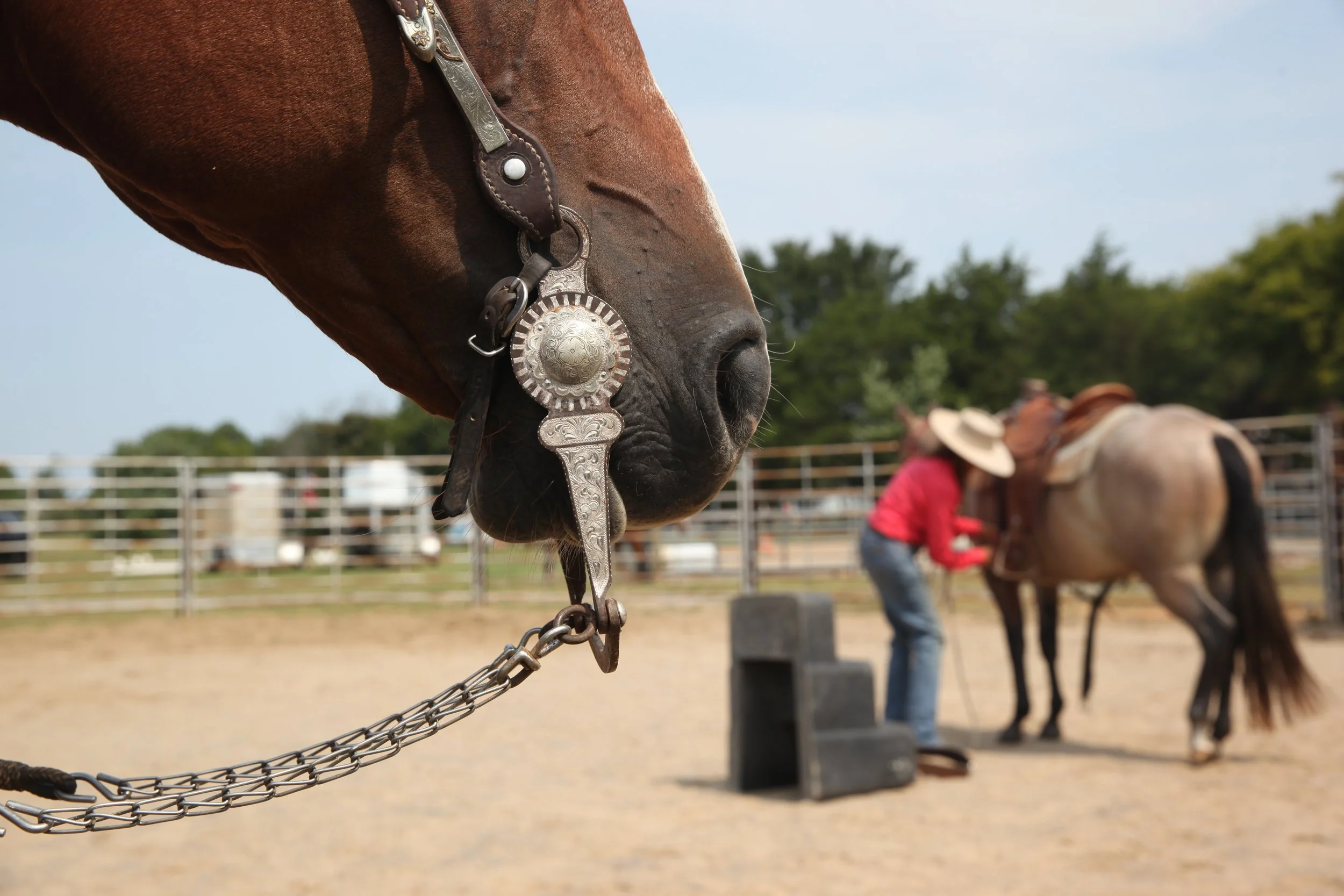 Bridle horse
