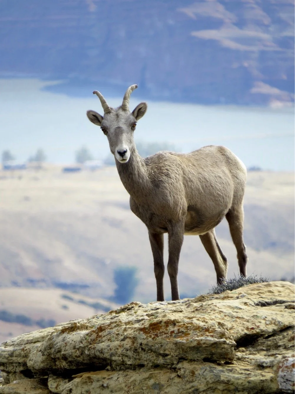 A bighorn ewe at Bighorn Canyon in Wyoming