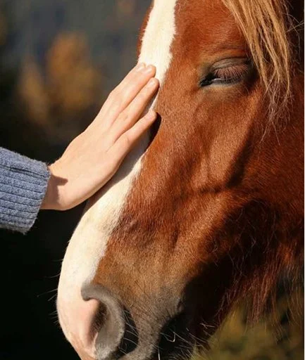 Root’d In Hope, Nonprofit, Equine Therapy, Mental Health, Emotional Wellbeing, Stacy Root, Horse Therapy