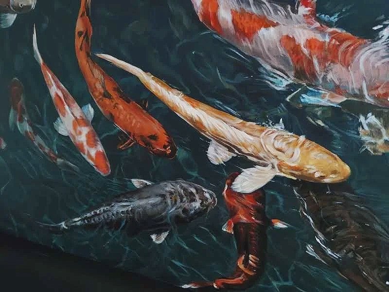 Colorful koi fish swimming in dark water
