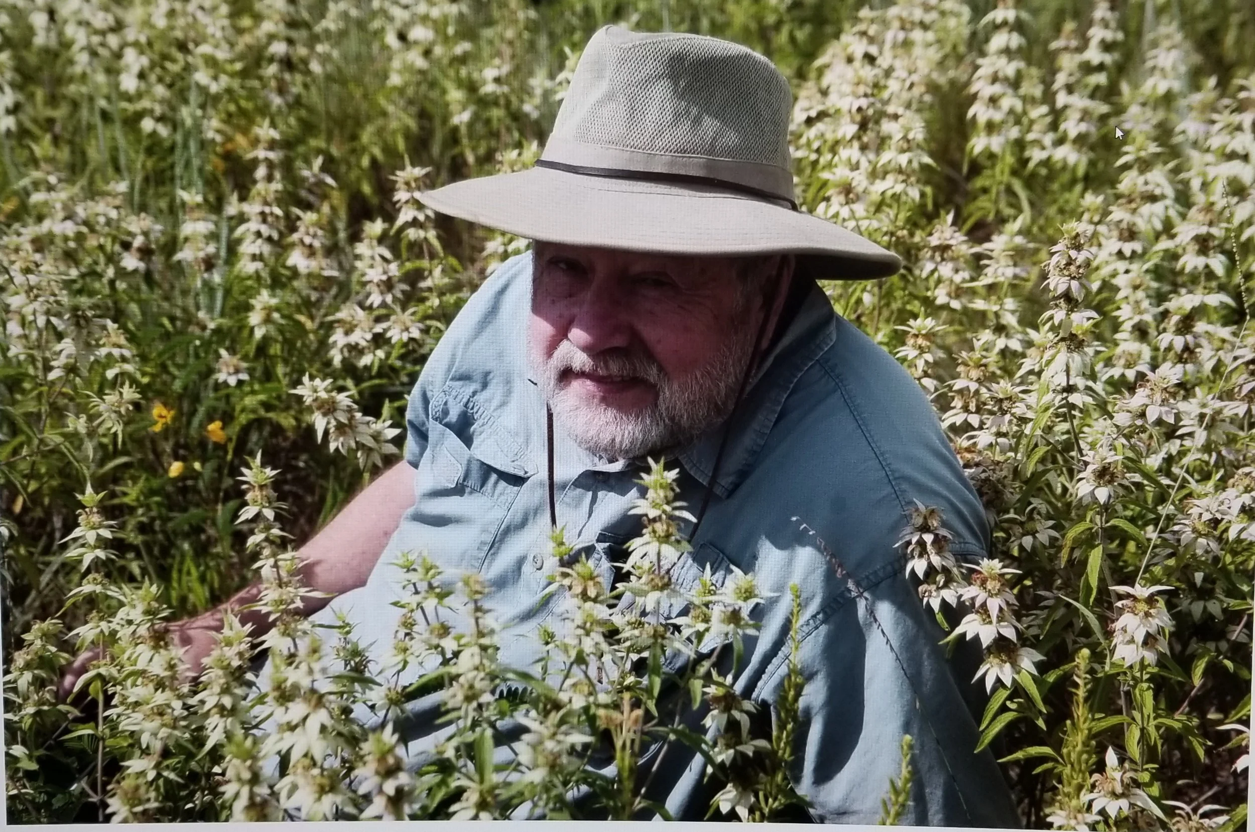 Laying in a field of spotted beebalm
