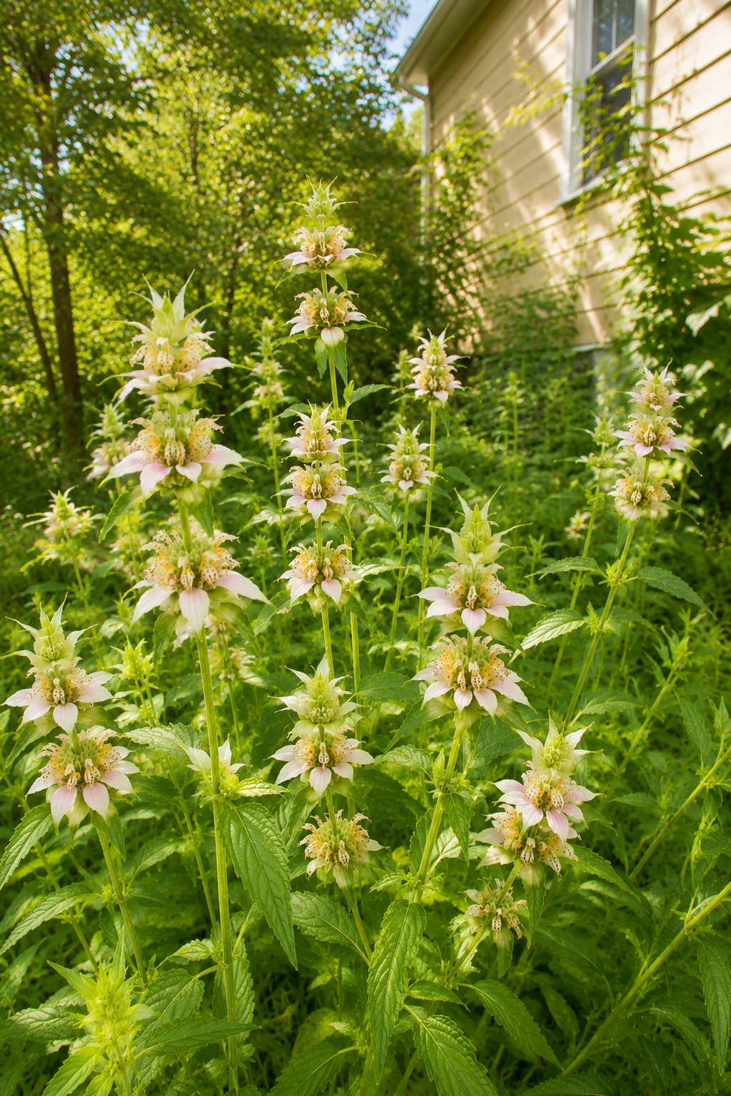 Spotted Beebalm Growing Small Garden