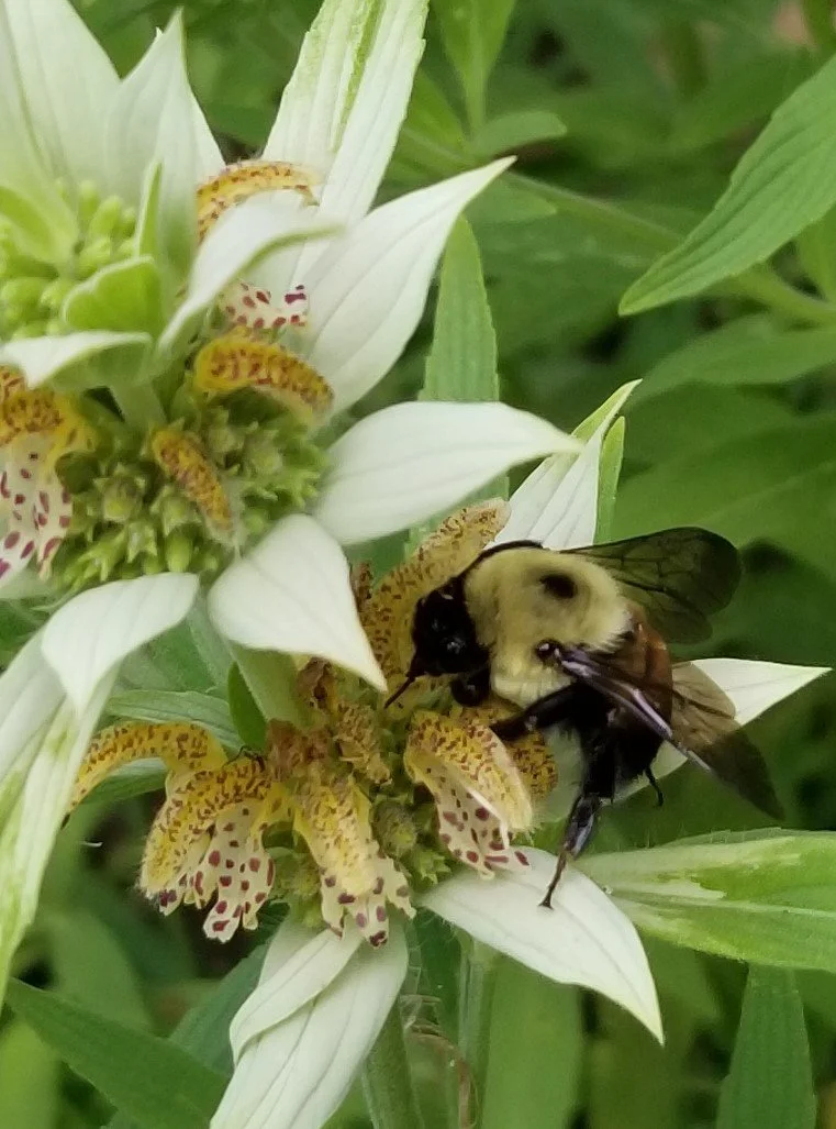 Spotted Beebalm with a bumblebee