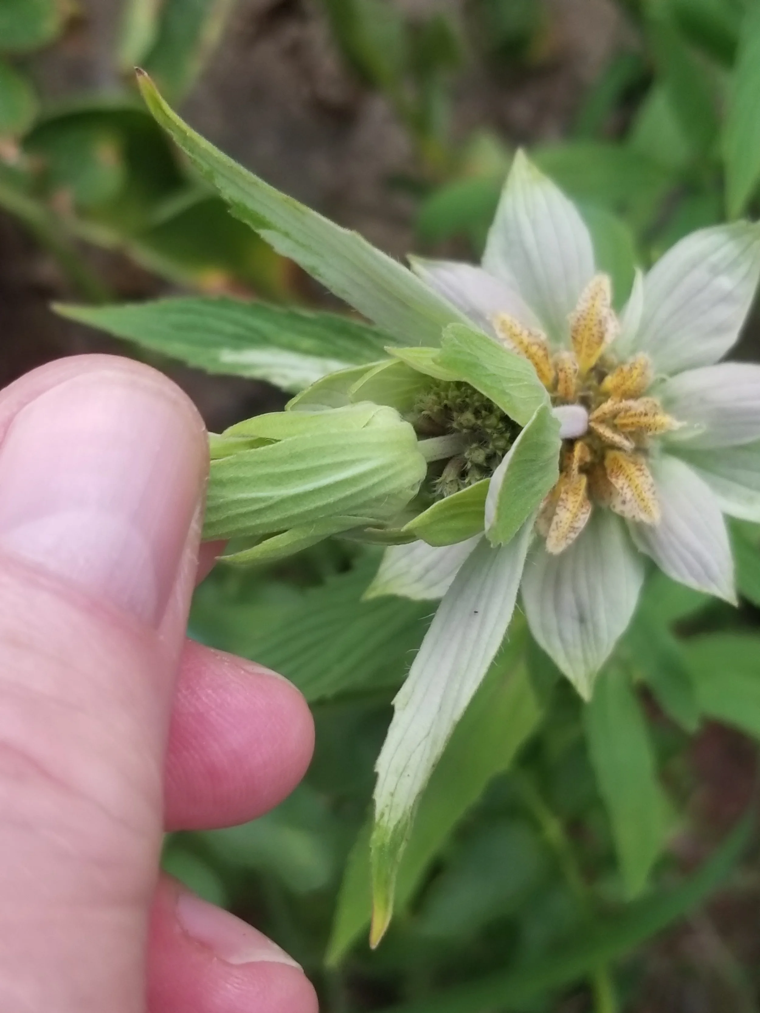 Spotted Beebalm plant being picked