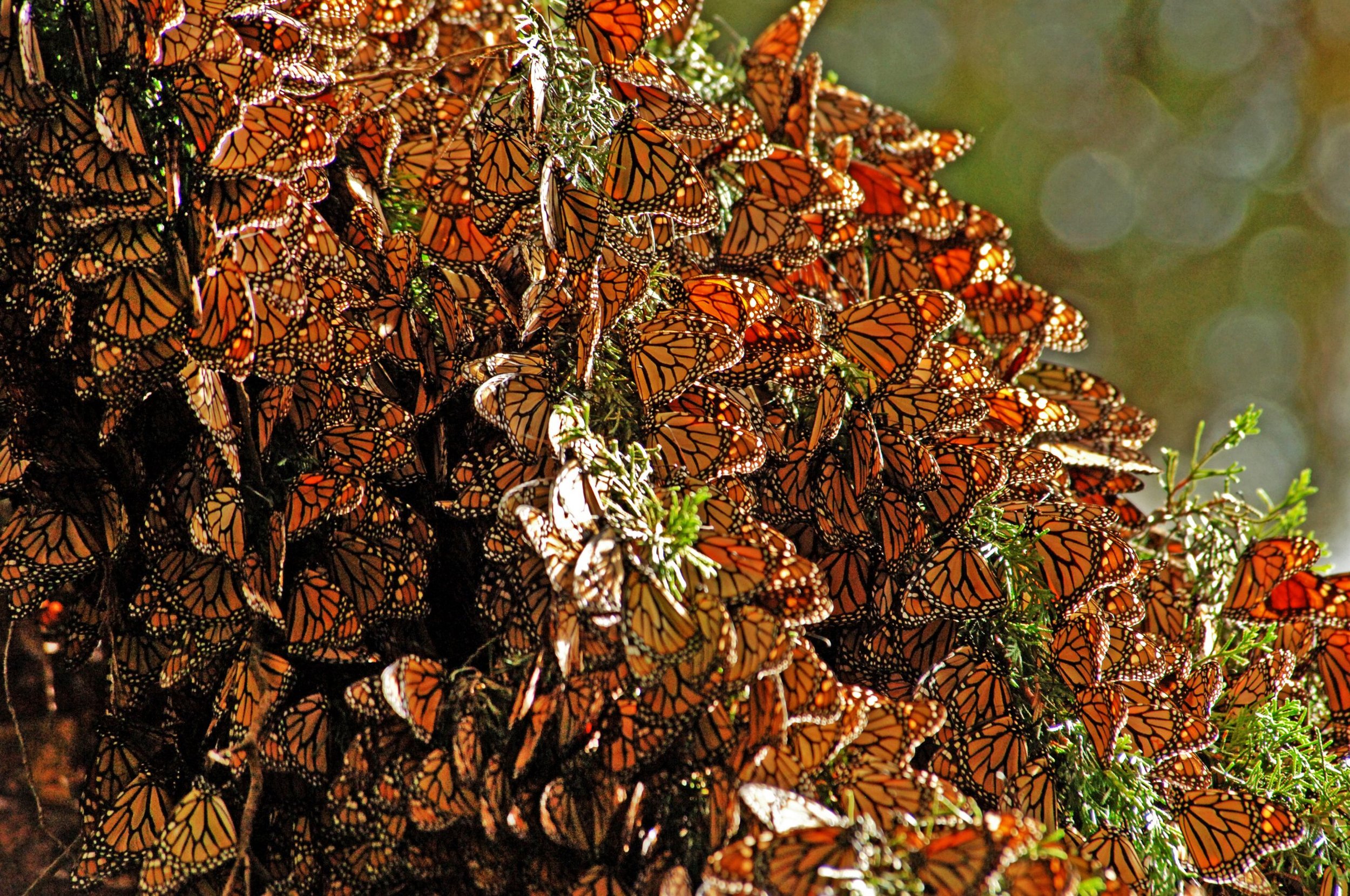 Remarkable Monarchs