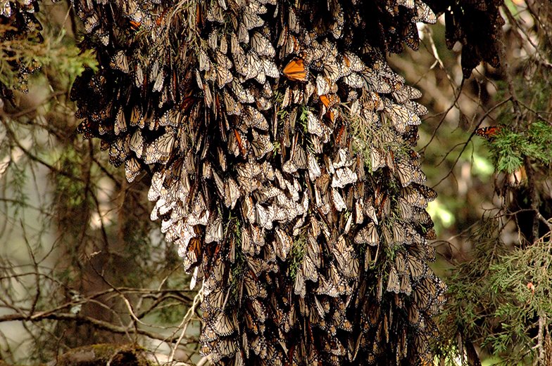 Monarch Butterfly Sanctuary