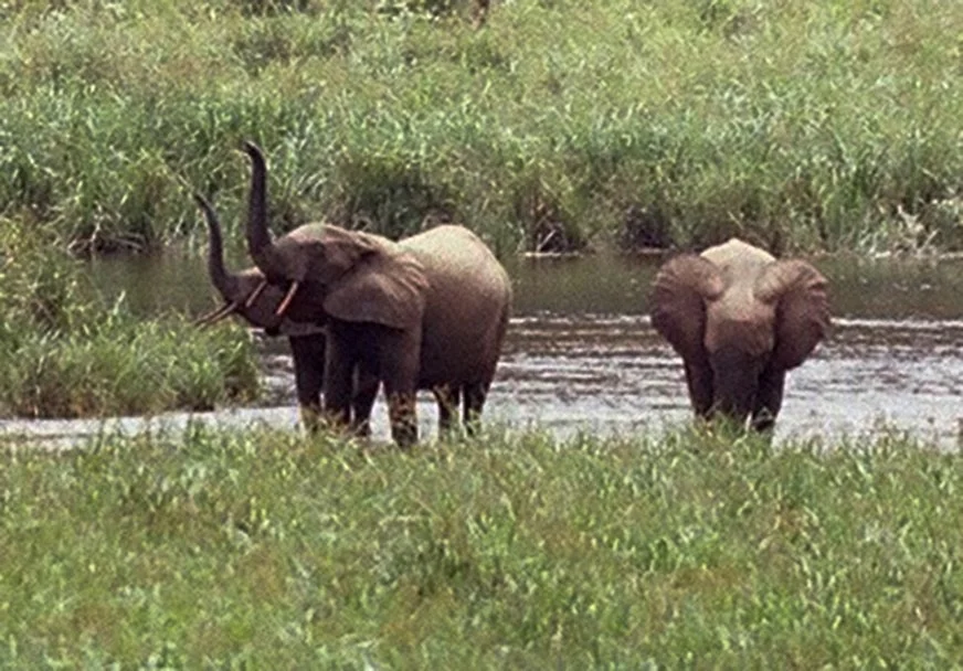 Expedition to Gabonese Republic: 2006