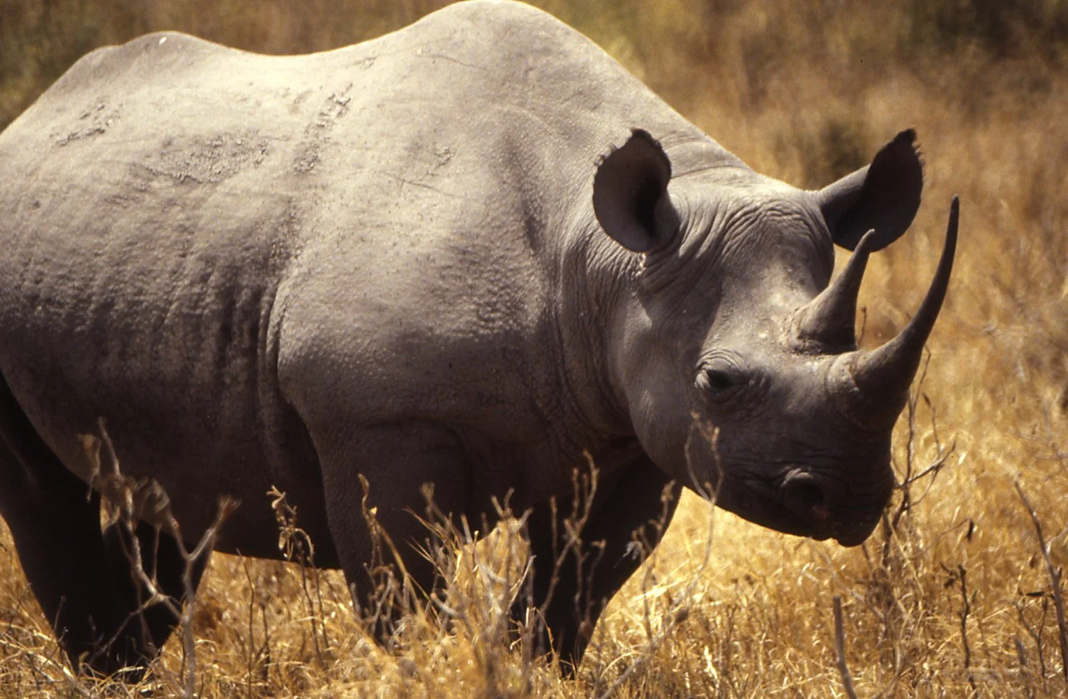Expedition to Mt. Kilimanjaro and National Parks in Kenya & Tanzania