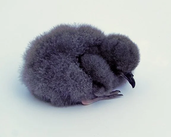 Bermuda Petrel: A Conservation Success Story