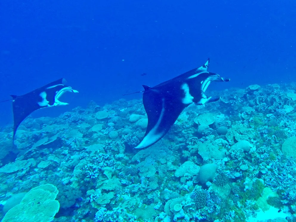 Journey to remote Palmyra Atoll, a spectacular wilderness paradise