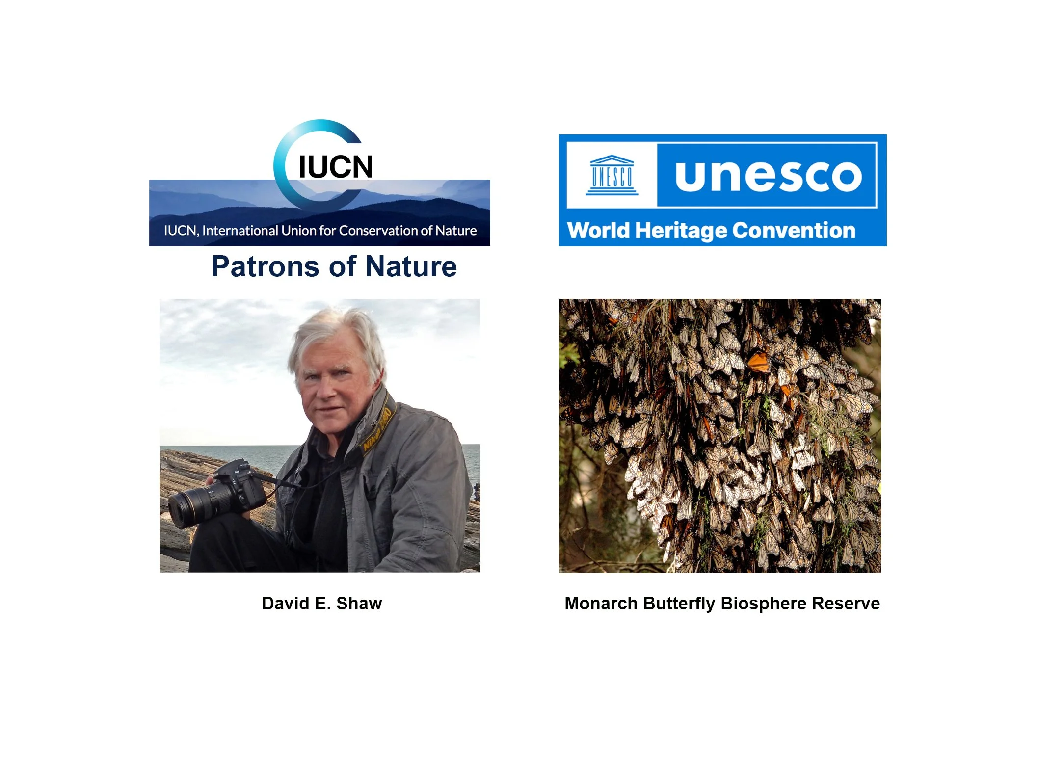 Monarch Butterflies Designated Endangered Species by IUCN